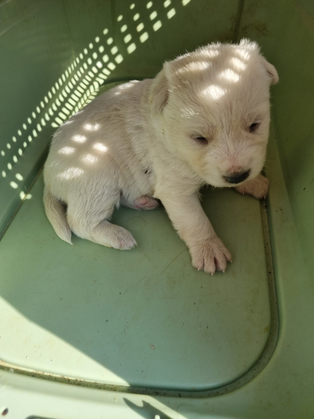 부안군 동물보호센터_445479202501190